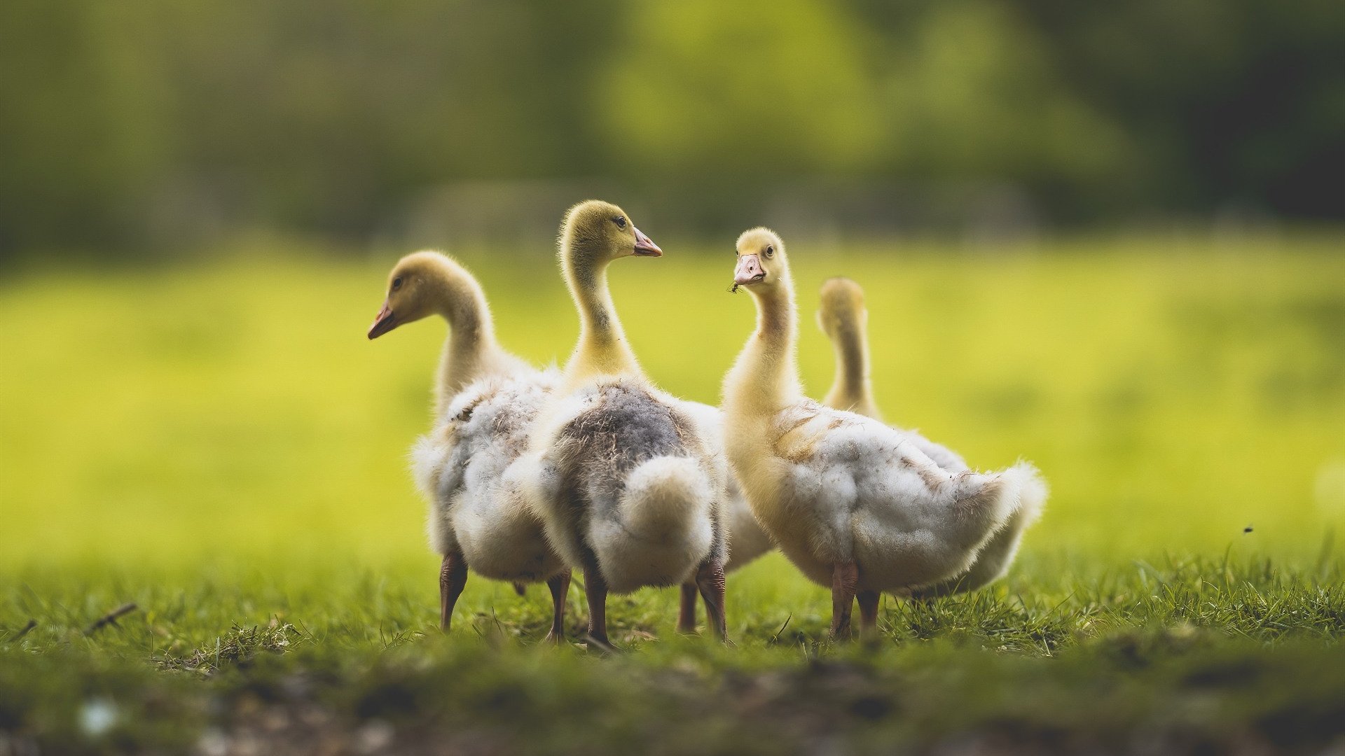 IM体育动画直播通道-利拉德时刻降临CBA？浙江队提前终结战术如何让广厦队悬念夜戛然而止